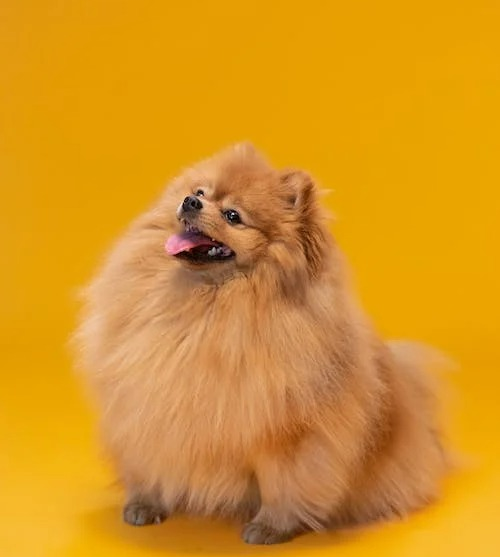 Pomeranian Puppies For Sale - Lone Star Pups